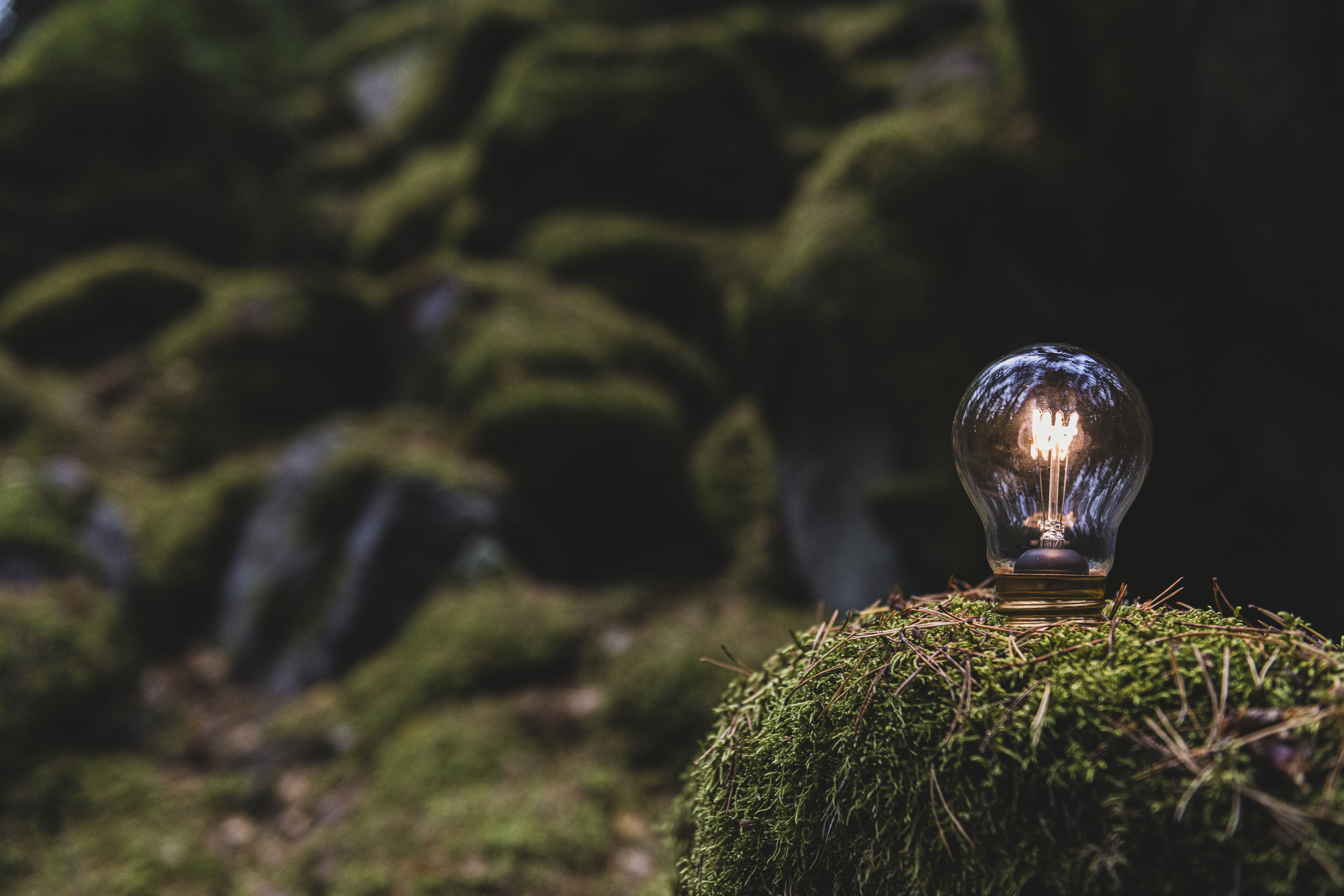 Dark green forest close up of mossy rocks with a working lightbulb embedded in foreground stone